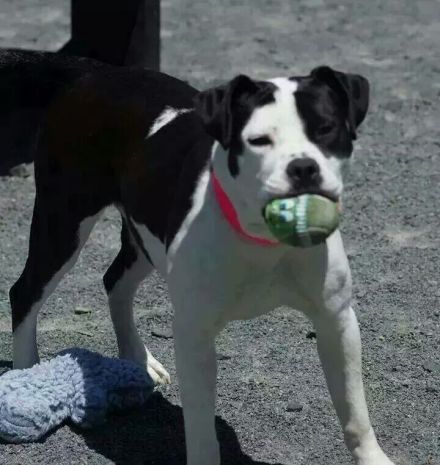 Athena Helmetta Killed in Pa