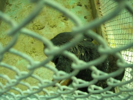 14 Dog covered in feces