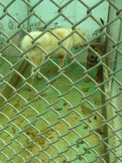 15 Dogs in dirty kennel