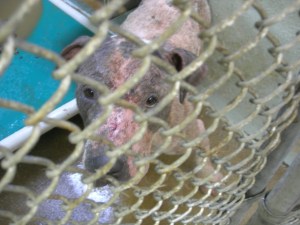 24 Closeup of Mange Dog