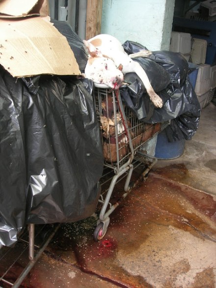 43 Dead Dogs in Shopping Carts. Blood. Maggots