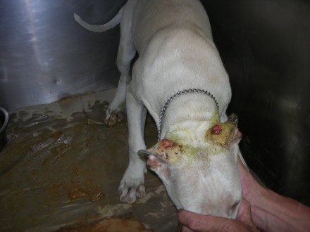 6 Puppy with wounded ears