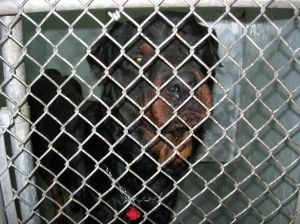 AHS 2011 Insepction Sick Rottie