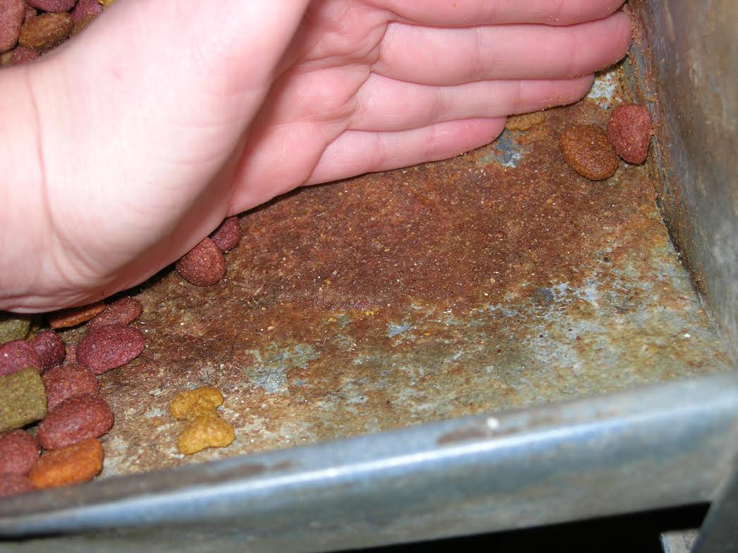 AHS 2011 Inspection Cakes on Food 2