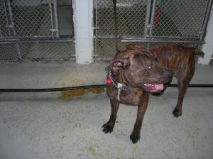 AHS 2011 Inspection Dog Near Feces in Drain