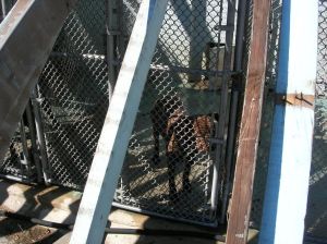 AHS 2011 Inspection Dog Under Roof Construction