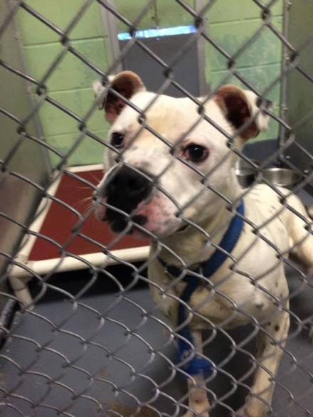 East Orange Shelter Photo 1