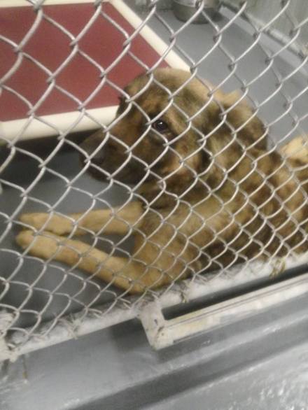 East Orange Shelter Photo 2