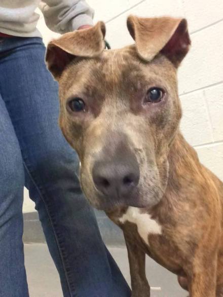 Roxy Killed by East Orange 2