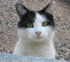 Photo courtesy of: https://www.flickr.com/photos/aawlspca/3224757706