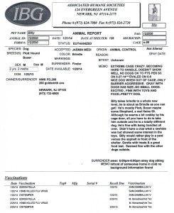 ID 122530 Dog Killed