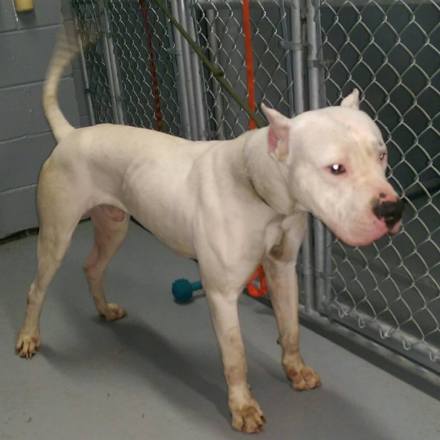 Elizabeth Animal Shelter Photo 1