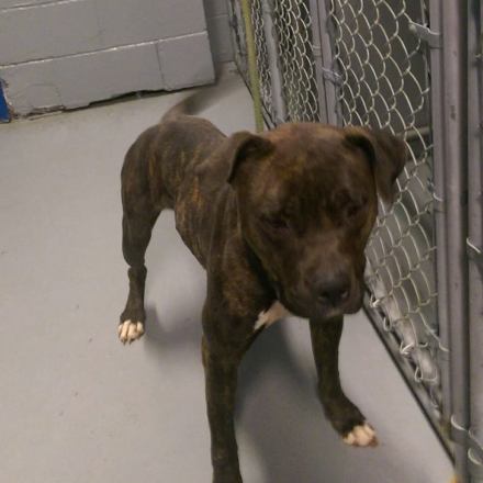 Elizabeth Animal Shelter Photo 2