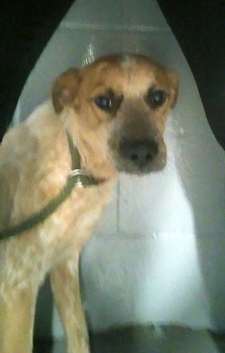 Elizabeth Animal Shelter Photo 3