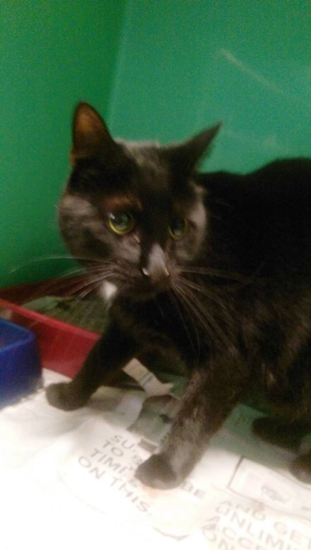 Elizabeth Animal Shelter Photo 6