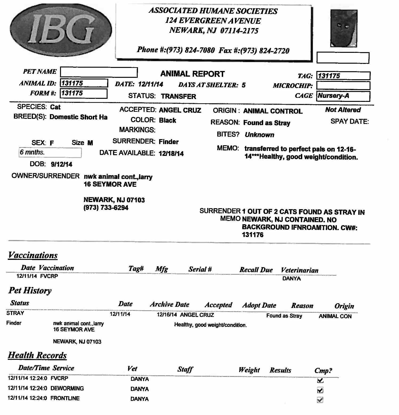 Cat ID 131175 rescued during 7 day hold