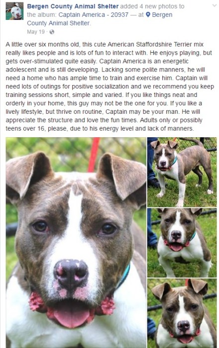 capatain-adoption-profiles