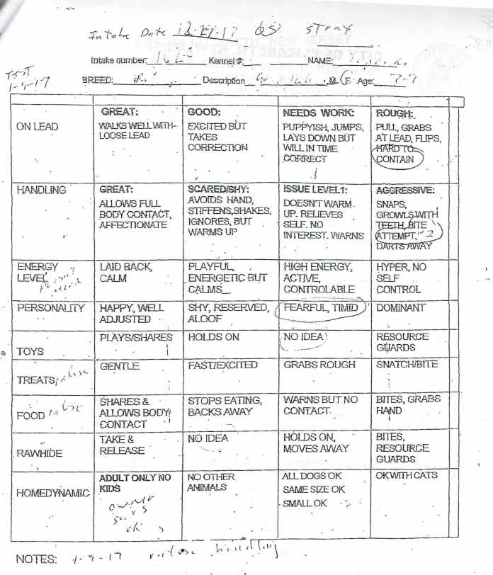 Dog 16-L Evaluation.jpg