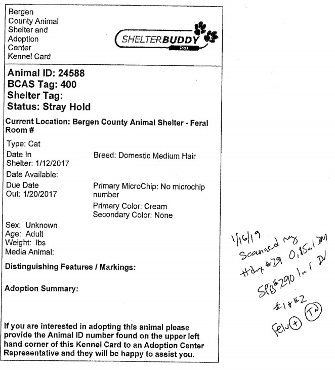 Cat ID 400 pt 1.jpg